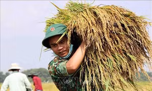 Lực lượng vũ trang Thừa Thiên-Huế hỗ trợ người dân thu hoạch lúa bị ảnh hưởng của mưa lớn