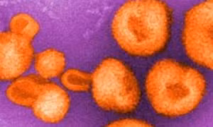 Phát triển phân tử "mồi nhử" giúp vô hiệu hóa virus lây từ động vật sang người