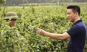 Anh Hoàng Khắc Cần thành công từ phát triển cây dược liệu