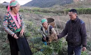 Phát triển cây dược liệu - Hướng đi mới giúp người dân vùng cao Lai Châu thoát nghèo