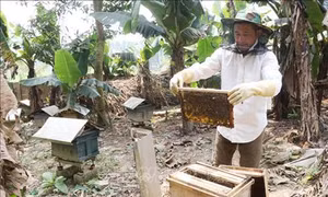 Chương trình Mỗi xã một sản phẩm: Xây dựng thương hiệu cho mật ong Nghĩa Bình