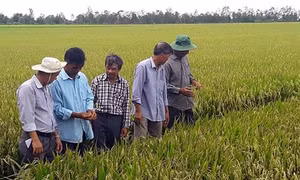 Phát triển Đảng trong vùng đồng bào Khmer (Bài 1)