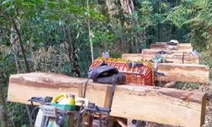 Kon Tum kiên quyết xử lý nghiêm việc khai thác, vận chuyển và mua bán lâm sản trái phép
