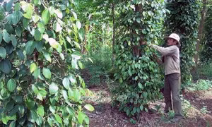 Nông dân trồng hồ tiêu ở Phú Yên gặp khó khi chuyển đổi cây trồng