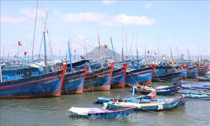 Lập quy hoạch bảo vệ và khai thác nguồn lợi thủy sản thời kỳ 2021-2030, tầm nhìn đến năm 2050
