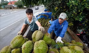 Khuyến khích nông dân sử dụng tem truy xuất nguồn gốc thương hiệu “Sầu riêng Đạ Huoai”