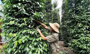Hệ lụy từ phát triển nóng cây hồ tiêu (Bài 1)