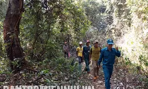 Rừng phòng hộ được bảo vệ nhờ giao khoán cho đồng bào dân tộc