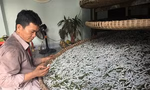 Nông Sơn khôi phục nghề trồng dâu nuôi tằm