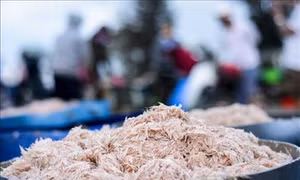 Đà Nẵng: Đặc sắc mùa ruốc biển