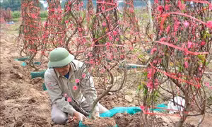 Cây đào nâng cao đời sống người dân Yên Bái