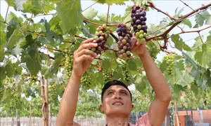 Hiệu quả kinh tế cao từ trồng giống nho mới ở Ninh Thuận