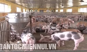 Dự án Việt - Bỉ giúp nâng cao năng lực nghiên cứu trong di truyền giống vật nuôi