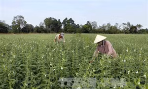 Trồng vừng thay lúa giúp nông dân Cần Thơ tăng thu nhập trong mùa khô hạn