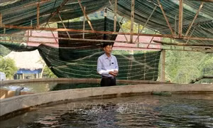 Làm giàu nhờ mô hình nuôi cá hồi trên đỉnh núi Pù Rinh