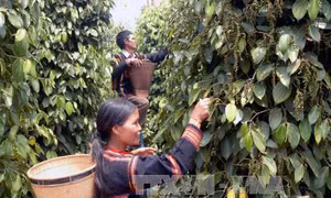 Hệ lụy từ phát triển nóng cây hồ tiêu (Bài 2)