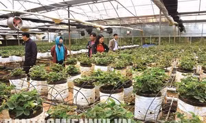 Du lịch canh nông ở Kon Plông - hướng đi đã mở