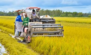 Mô hình canh tác lúa thông minh cho hiệu quả kinh tế cao của nông dân xã Lình Huỳnh