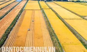 Xây dựng cánh đồng lớn, liên kết bao tiêu lúa gạo ở Bạc Liêu