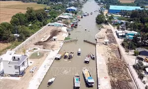Nông dân Sóc Trăng được mùa lúa nhờ né hạn mặn