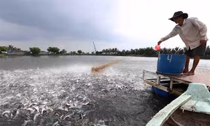 Phòng và điều trị bệnh cho cá khi chuyển mùa