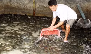 Trà Vinh khuyến cáo các hộ nuôi cá lóc tạm ngưng thả giống do hạn, mặn