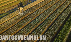 Một số lưu ý trong sản xuất cây trồng vụ đông