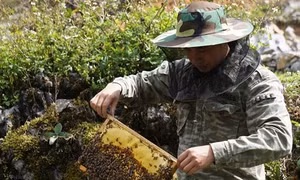 Thoát nghèo nhờ nuôi ong bạc hà