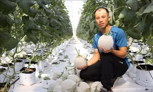 Mô hình trồng dưa lưới Nhật Bản theo công nghệ cao của anh Trương Quang Bôn