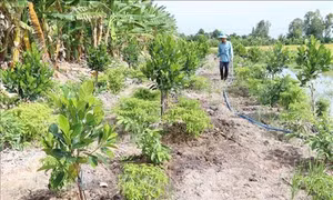 Đồng Tháp chuyển đổi đất lúa kém hiệu quả sang trồng mít Thái