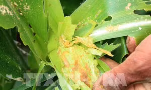 Đã có quy trình kỹ thuật phòng, chống sâu keo mùa thu