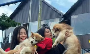 Du khách thích thú mô hình cà phê thú cưng ở Đắk Lắk