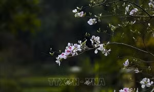 Sắc hoa Ban vùng cao Tây Bắc
