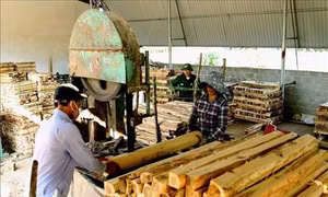 Thái Nguyên: Khuyến khích người trồng rừng sản xuất gắn với chế biến lâm sản