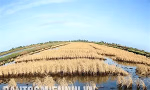 Cửu Long “khát” nước - Bài 2