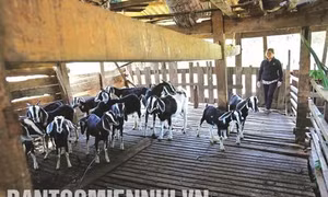 Giảm nghèo nhờ phát triển kinh tế tổng hợp ở Đắk Sắk