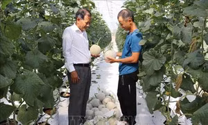 Biến đổi khí hậu: Ứng dụng khoa học, kỹ thuật vào nông nghiệp cho thu nhập cao