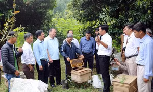 Bước tiến mới trong xây dựng các mô hình nông nghiệp hữu cơ ở Lào Cai