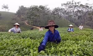 Xây dựng thương hiệu chè Phú Thọ