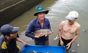  Kỹ thuật nuôi cá chép giòn