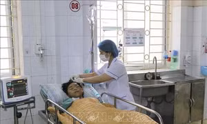 Điện Biên: Một người chết, một người nguy kịch do ăn nấm độc