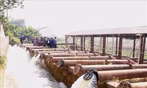 Gần 92% diện tích Trung du và Đồng bằng Bắc bộ có nước gieo cấy