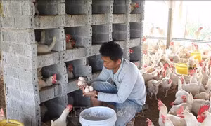 Tăng giá trị thương hiệu cho sản phẩm sạch huyện Tân Kỳ