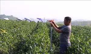 Thái Nguyên thúc đẩy sản xuất chè theo hướng an toàn, hữu cơ