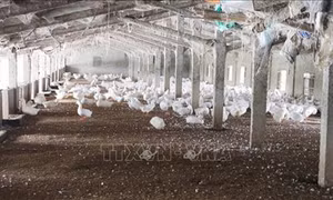 Nghệ An khẩn trương lên phương án xử lý dịch cúm gia cầm H5N6