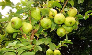 Ông Nguyễn Thanh Xuân làm giàu từ mô hình trang trại trên vùng đất hoang hóa