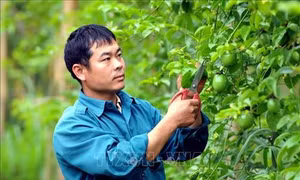 Trưởng bản Lò Văn Chơ gương mẫu đi đầu phát triển kinh tế, xóa đói nghèo
