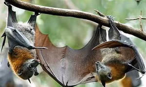 Hoạt động xâm lấn thiên nhiên của con người làm gia tăng các loại dịch bệnh do virus