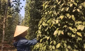 Bà Rịa-Vũng Tàu: Nông dân gặp khó khi giá tiêu xuống thấp