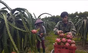 Thanh long rớt giá do dịch viêm đường hô hấp cấp